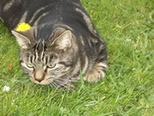 george